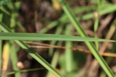 Dianella amoena