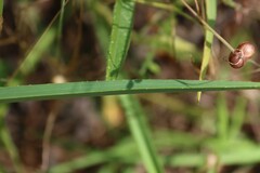 Dianella amoena