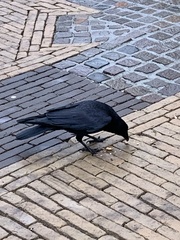 Corvus corone