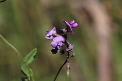 Glycine tabacina