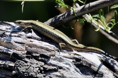Pseudemoia entrecasteauxii