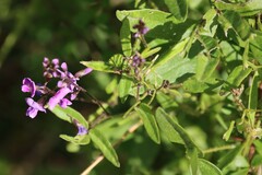 Glycine tabacina