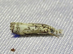 Microcrambus