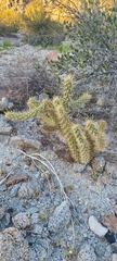 Cylindropuntia fulgida