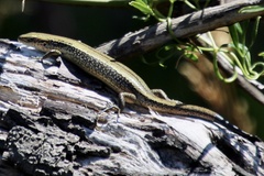 Pseudemoia entrecasteauxii