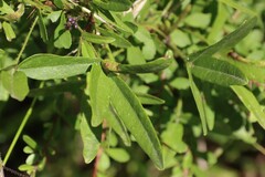 Glycine tabacina