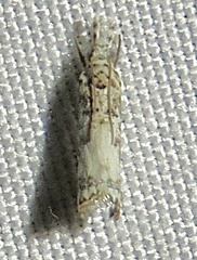 Microcrambus