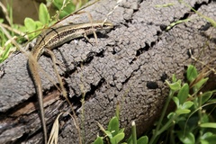 Pseudemoia entrecasteauxii