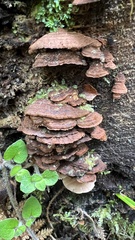 Hymenochaete microcycla