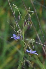 Dianella amoena