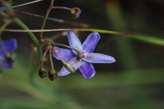 Dianella amoena