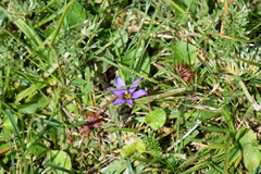 Sisyrinchium scabrum