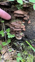 Hymenochaete microcycla