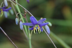 Dianella amoena