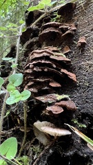 Hymenochaete microcycla