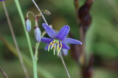 Dianella amoena