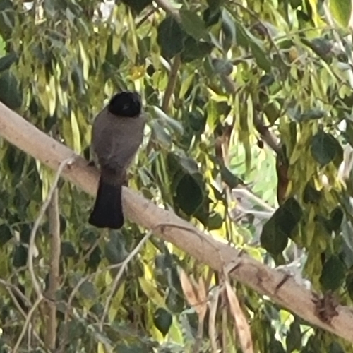White-spectacled Bulbul (Pycnonotus xanthopygos), photo 8