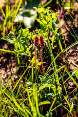 Acalypha peduncularis