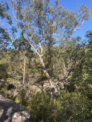 Eucalyptus piperita