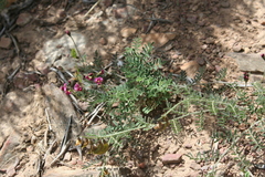 Lessertia excisa