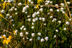 Cyperus ascocapensis