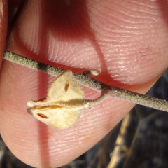 Lyrocarpa coulteri