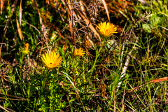 Berkheya setifera