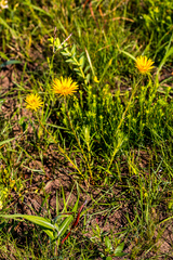 Berkheya setifera