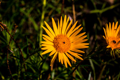Berkheya setifera