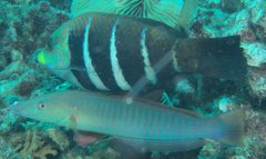 Hologymnosus doliatus