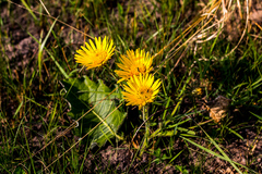 Berkheya speciosa