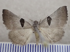 Aporoctena