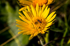 Berkheya speciosa