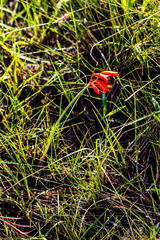 Cyrtanthus brachyscyphus