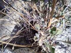 Lyrocarpa coulteri