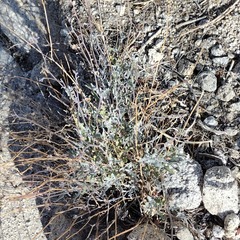 Lyrocarpa coulteri