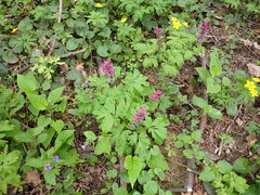 Corydalis cava