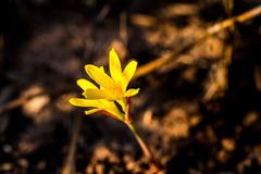 Cyrtanthus breviflorus