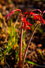 Cyrtanthus contractus