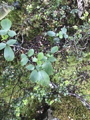 Pseudopanax colensoi