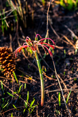 Cyrtanthus contractus