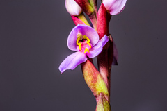 Disa similis
