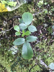 Pseudopanax colensoi