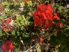 Pelargonium × hybridum