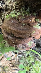 Hymenochaete microcycla