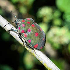 Pachycoris torridus