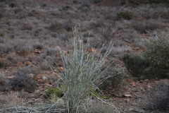 Gomphocarpus filiformis
