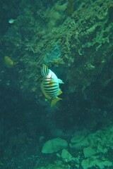 Girella zebra