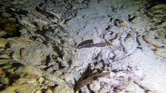 Solenostomus cyanopterus