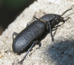 Iphthiminus serratus